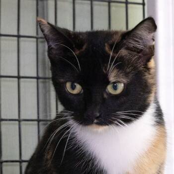 Rescue Domestic Short Hair Cats for Adoption in Mckean, Pennsylvania - Mosaic | PetCurious