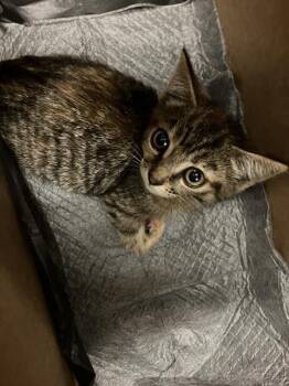 NINTENDO -  Domestic Short Hair Cat for Adoption in Long Beach, California - NINTENDO | PetCurious