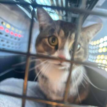 Domestic Short Hair Cats Available for Adoption in Nampa, Idaho - Garth | PetCurious