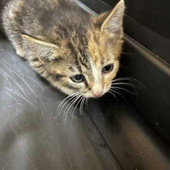 Domestic Short Hair Cats Available for Adoption in Greensboro, North Carolina - STEPPENWOLF | PetCurious
