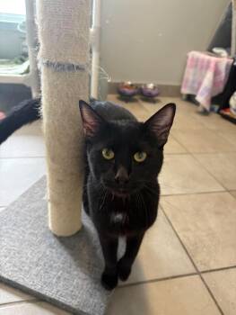 Domestic Short Hair Cats Available for Adoption in Delson, Quebec - DOBBY | PetCurious