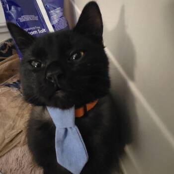 Pickle -  Domestic Short Hair Cat for Adoption in Sandy Springs, Georgia - Pickle | PetCurious