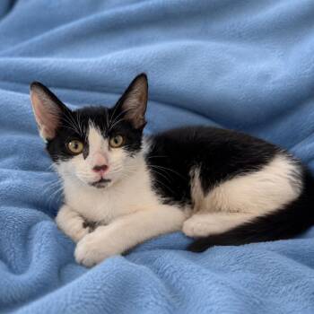 Remy -  Domestic Short Hair Cat for Adoption in Tucson, Arizona - Remy | PetCurious
