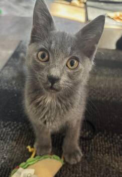 Lovebug (Bonded to Dunebug) -  Domestic Short Hair Cat for Adoption in Sidney, British Columbia - Lovebug (Bonded To Dunebug) | PetCurious