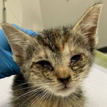 Rescue Domestic Short Hair Cats for Adoption in Las Cruces, New Mexico - Scrunch | PetCurious