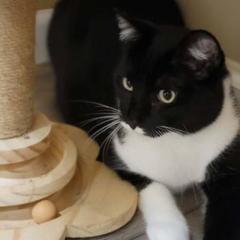 Reef -  Domestic Short Hair Cat for Adoption in Myrtle Beach, South Carolina - Reef | PetCurious