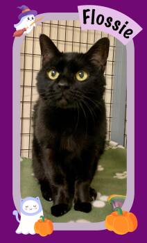 Rescue Domestic Short Hair Cats for Adoption in Providence, Rhode Island - Flossie | PetCurious