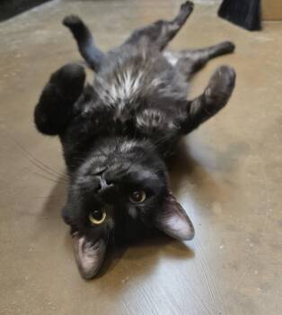 Cubby -  Domestic Short Hair Cat for Adoption in Rowlett, Texas - Cubby | PetCurious