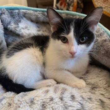 Moo -  Manx and Domestic Short Hair Cat for Adoption in Sacramento, California - Moo | PetCurious