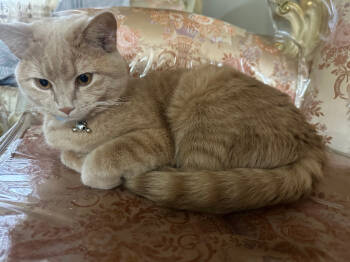 Rescue Domestic Short Hair Cats for Adoption in Parkville, Maryland - Lunah | PetCurious