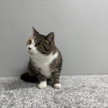 Rescue Domestic Short Hair Cats for Adoption in Frankfort, Indiana - Marble | PetCurious