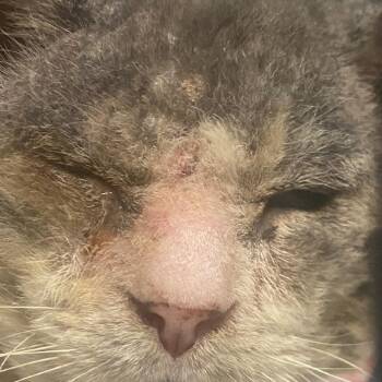 Jerry -  Domestic Short Hair Cat for Adoption in Los Angeles, California - Jerry | PetCurious