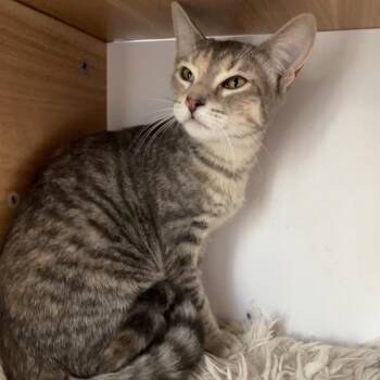 Luz -  Domestic Short Hair Cat for Adoption in Laredo, Texas - Luz | PetCurious