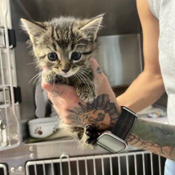 Jeanie -  Domestic Short Hair Cat for Adoption in Oneonta, New York - Jeanie | PetCurious