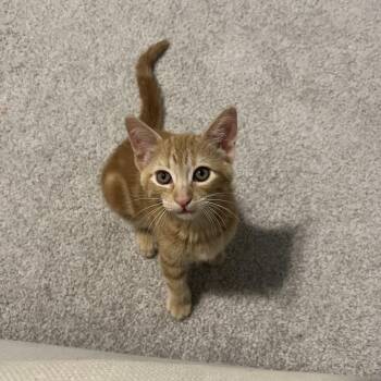 Domestic Short Hair Cats Available for Adoption in Bentonville, Arkansas - Butch | PetCurious