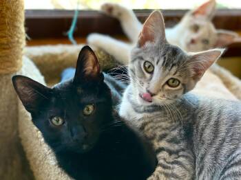 Rescue Domestic Short Hair Cats for Adoption in Seattle, Washington - Bug And Black Mold | PetCurious