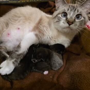 Bacon C11706 -  Domestic Short Hair Cat for Adoption - Bacon C11706 | PetCurious
