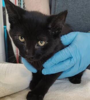 Fluff -  Domestic Short Hair Cat for Adoption in Lafayette, Indiana - Fluff | PetCurious