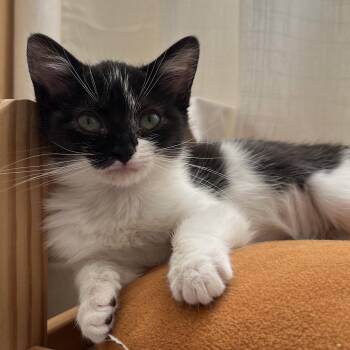 Sprout (bonded w/ Sprig) -  Domestic Medium Hair Cat for Adoption in Oakland, California - Sprout (bonded W/ Sprig) | PetCurious
