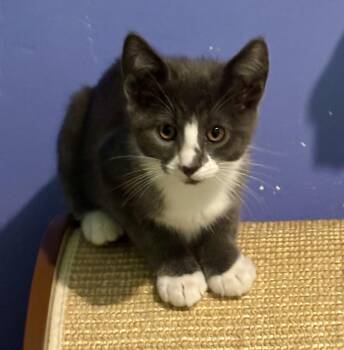 Moby -  Domestic Short Hair Cat for Adoption in Albany, New York - Moby | PetCurious
