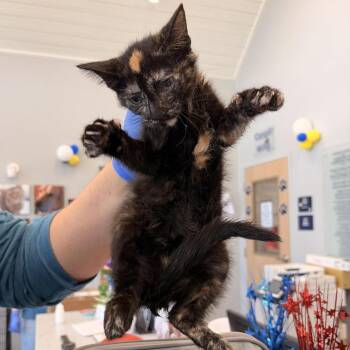 Jewel -  Domestic Short Hair Cat for Adoption in Marshall, Texas - Jewel | PetCurious