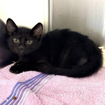 Jellybean -  Domestic Short Hair Cat for Adoption in Warrensburg, Missouri - Jellybean | PetCurious