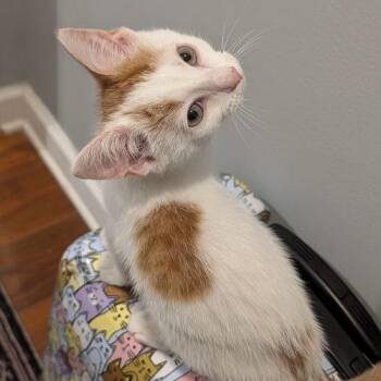 Cheddar Cheese -  Domestic Short Hair Cat for Adoption in Knoxville, Tennessee - Cheddar Cheese | PetCurious