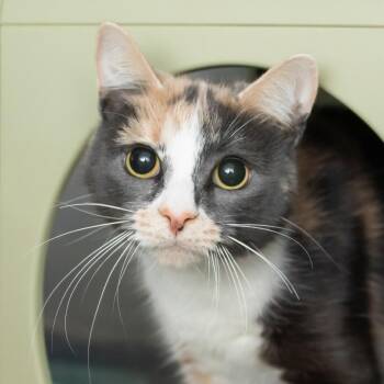 Cindy -  Domestic Short Hair Cat for Adoption in Middletown, Rhode Island - Cindy | PetCurious