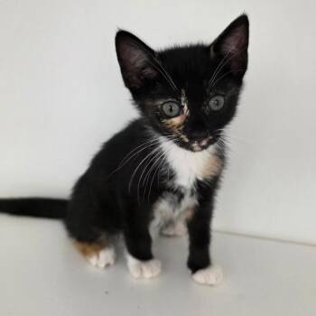 Lagoona -  Domestic Short Hair Cat for Adoption in Cumming, Georgia - Lagoona | PetCurious