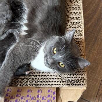 Domestic Medium Hair Cats Available for Adoption in North Branford, Connecticut - 26-55 Tutu | PetCurious