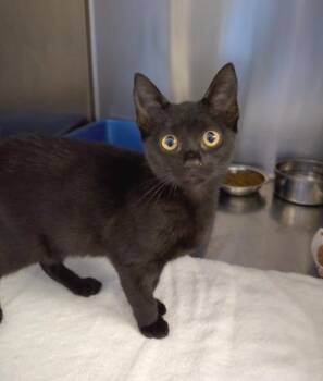 Squishy -  Domestic Short Hair Cat for Adoption in Ocala, Florida - Squishy | PetCurious