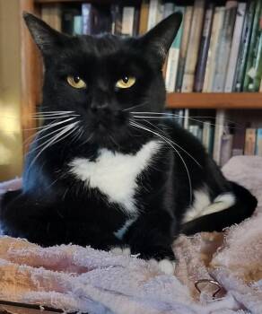 Howie -  Domestic Short Hair Cat for Adoption in Boone, Colorado - Howie | PetCurious