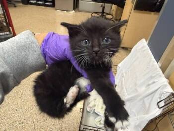 Domestic Short Hair Cats Available for Adoption in Doral, Florida - ZELDA | PetCurious