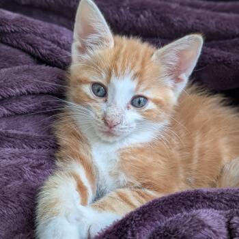 Max Morley-Steve -  Domestic Short Hair Cat for Adoption in Morrison, Colorado - Max Morley-Steve | PetCurious