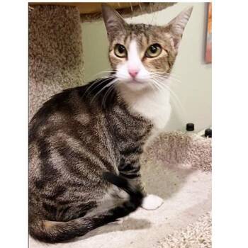 Anna -  Tabby Cat for Adoption in Millcreek, Utah - Anna | PetCurious
