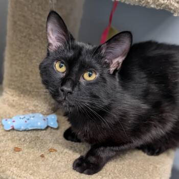 Domestic Short Hair Cats Available for Adoption - Andrew | PetCurious