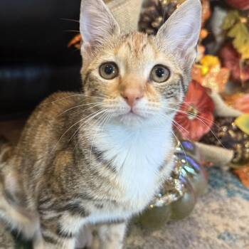 Blair -  Domestic Short Hair Cat for Adoption in Port Jefferson Station, New York - Blair | PetCurious