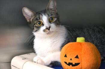 Pumpkin -  Domestic Short Hair and Tiger Cat for Adoption in Sanford, Florida - Pumpkin | PetCurious