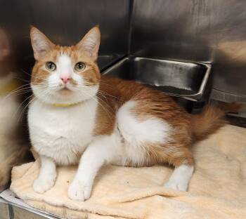 Sunny -  Domestic Short Hair Cat for Adoption in Clayton, New Jersey - Sunny | PetCurious