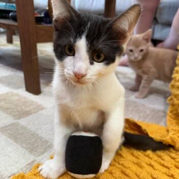 Wasabi -  Domestic Short Hair Cat for Adoption in Los Angeles, California - Wasabi | PetCurious