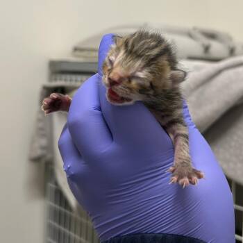 Domestic Short Hair Cats Available for Adoption in League City, Texas - Kevin (ORG) | PetCurious