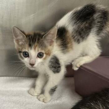 Sinker -  Domestic Short Hair Cat for Adoption in Walnut Creek, California - Sinker | PetCurious