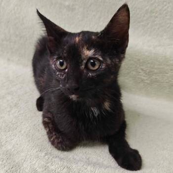 Bunny -  Domestic Short Hair Cat for Adoption in Buffalo, Minnesota - Bunny | PetCurious