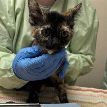 Time -  Domestic Short Hair Cat for Adoption in Tempe, Arizona - Time | PetCurious
