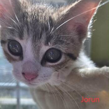 Domestic Short Hair Cats Available for Adoption in Fredericksburg, Virginia - Jorun | PetCurious