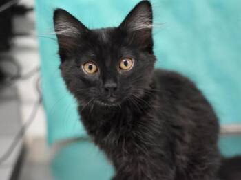 Banana Bread -  Domestic Medium Hair Cat for Adoption in Portland, Oregon - Banana Bread | PetCurious