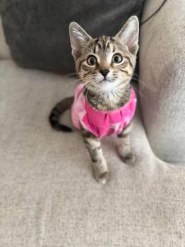 Toffee -  Domestic Short Hair Cat for Adoption in Cambridge, Ontario - Toffee | PetCurious