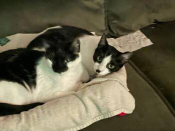 Batman & Hunter -  Domestic Short Hair Cat for Adoption in Bloomington, Indiana - Batman & Hunter | PetCurious