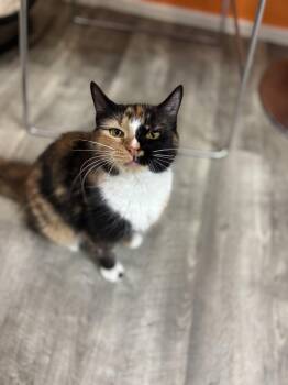 Domestic Medium Hair Cats Available for Adoption in Tallahassee, Florida - Violet @ Fat Cat Cafe | PetCurious
