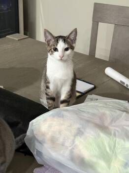 Kenny -  Domestic Short Hair Cat for Adoption in Hudson, New Hampshire - Kenny | PetCurious